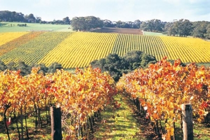 winery-autumn ARTPIC_Vineyardgenericautumn